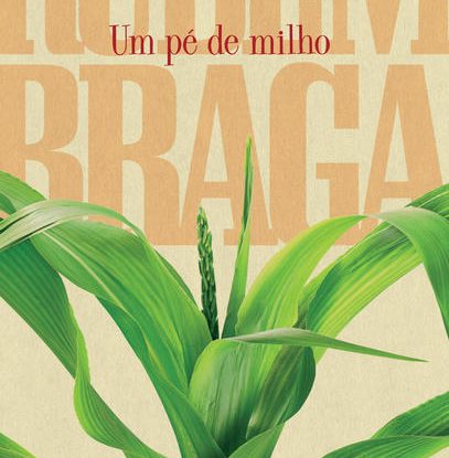 UM PÉ DE MILHO